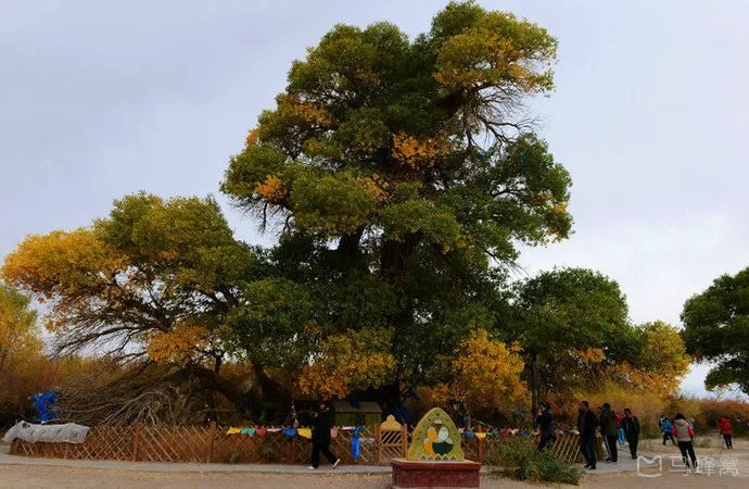 成都到额济纳胡杨林自驾旅游攻略,自驾胡杨林额济纳旗开什么车