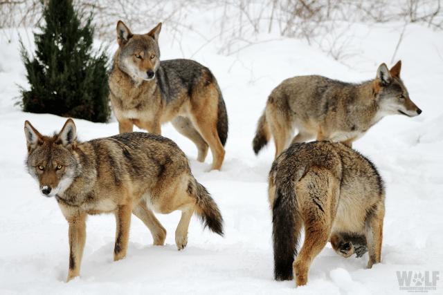 人类*亲近**不能繁殖，为什么却让狗“回交”？甚至品种越纯越好？