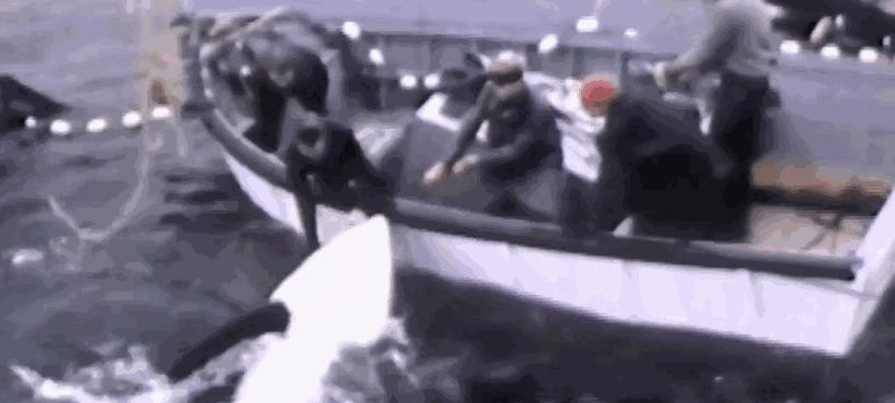 难得一见海洋动物表演,看不完的海洋动物和表演