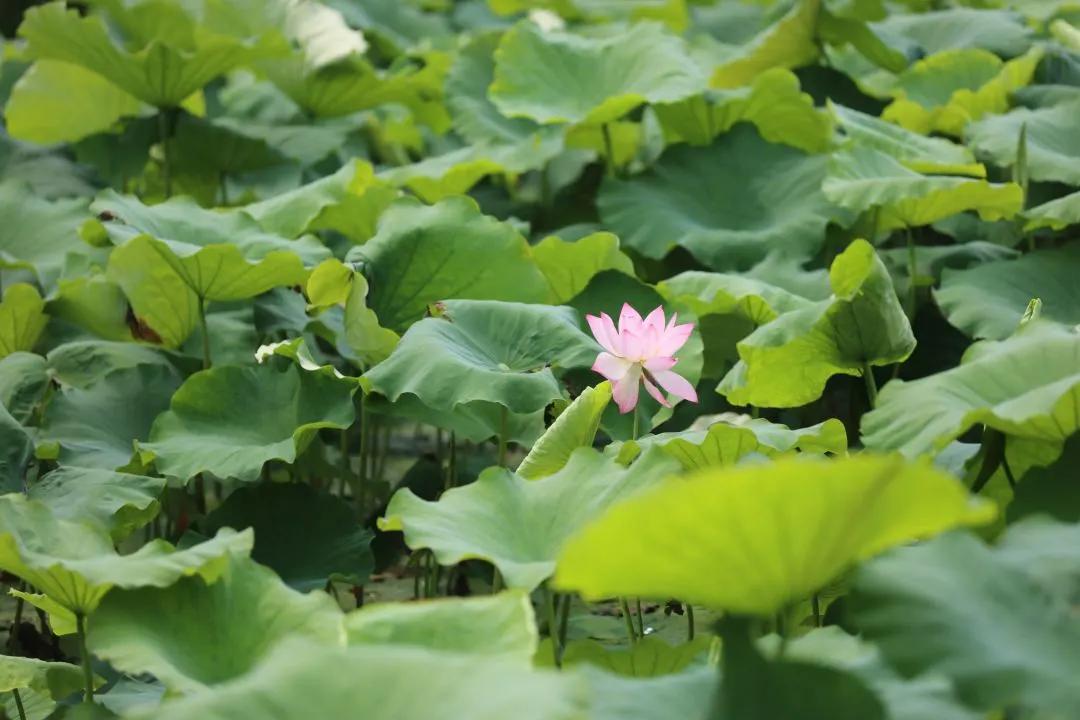 杭州第一波荷花美图大放送！赏荷佳期竟是早上6-8点，哪里最好拍？最新赏荷地图收好