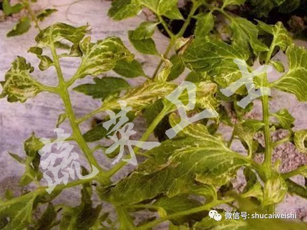 种的蔬菜卷叶是怎么回事,蔬菜的叶子有卷叶病怎么办