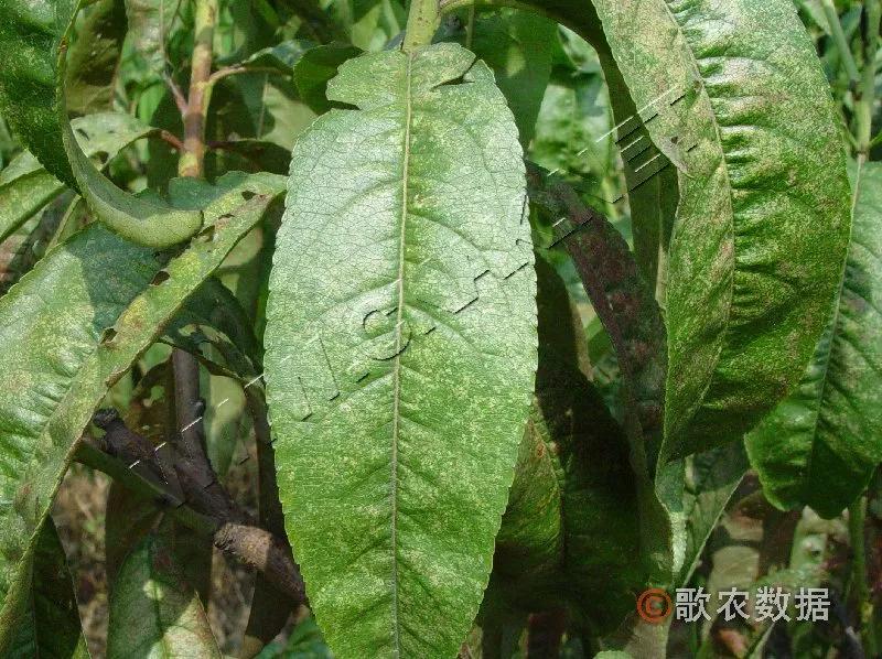 樱桃常见病虫害有哪些,樱桃常见病虫害有哪些症状