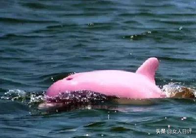 致命的60种动物,这100种动物你都认识吗