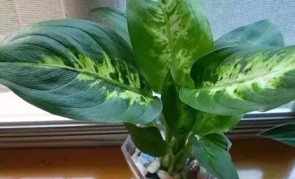 可以给花盆土里加营养液吗,盆里加点它养花10年不黄叶