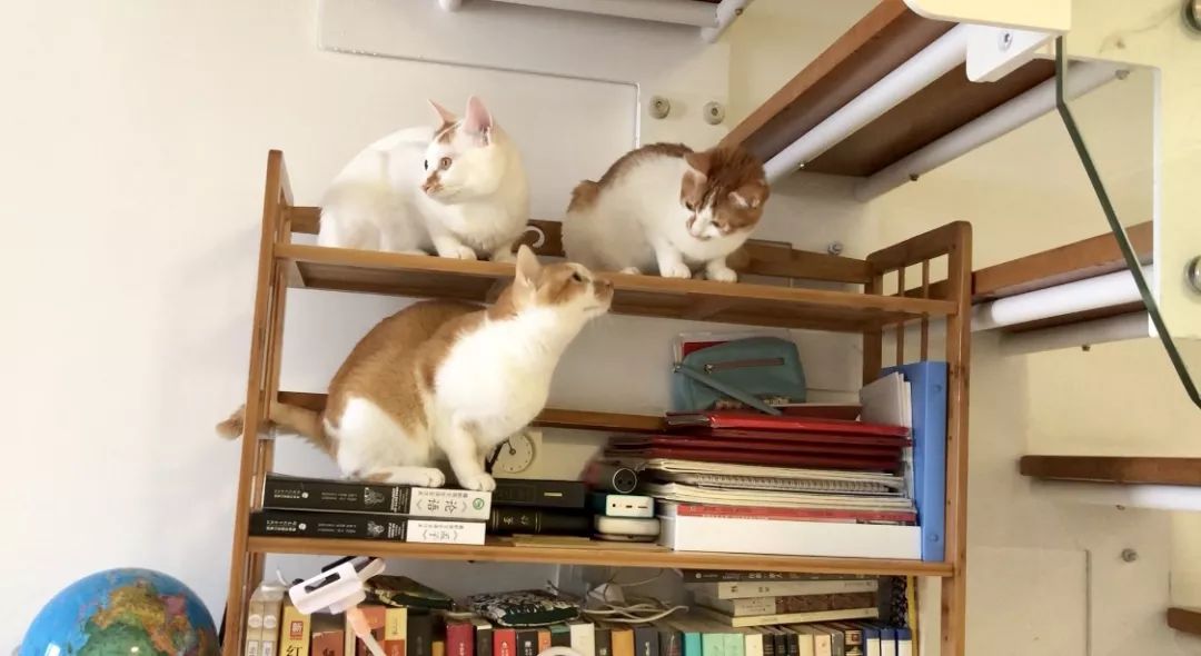 小佩闷死猫后续,小佩猫窝现在还有吗