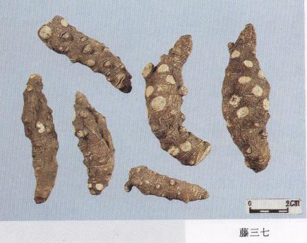 教你怎么辨别真假三七粉,真假三七粉教你三招