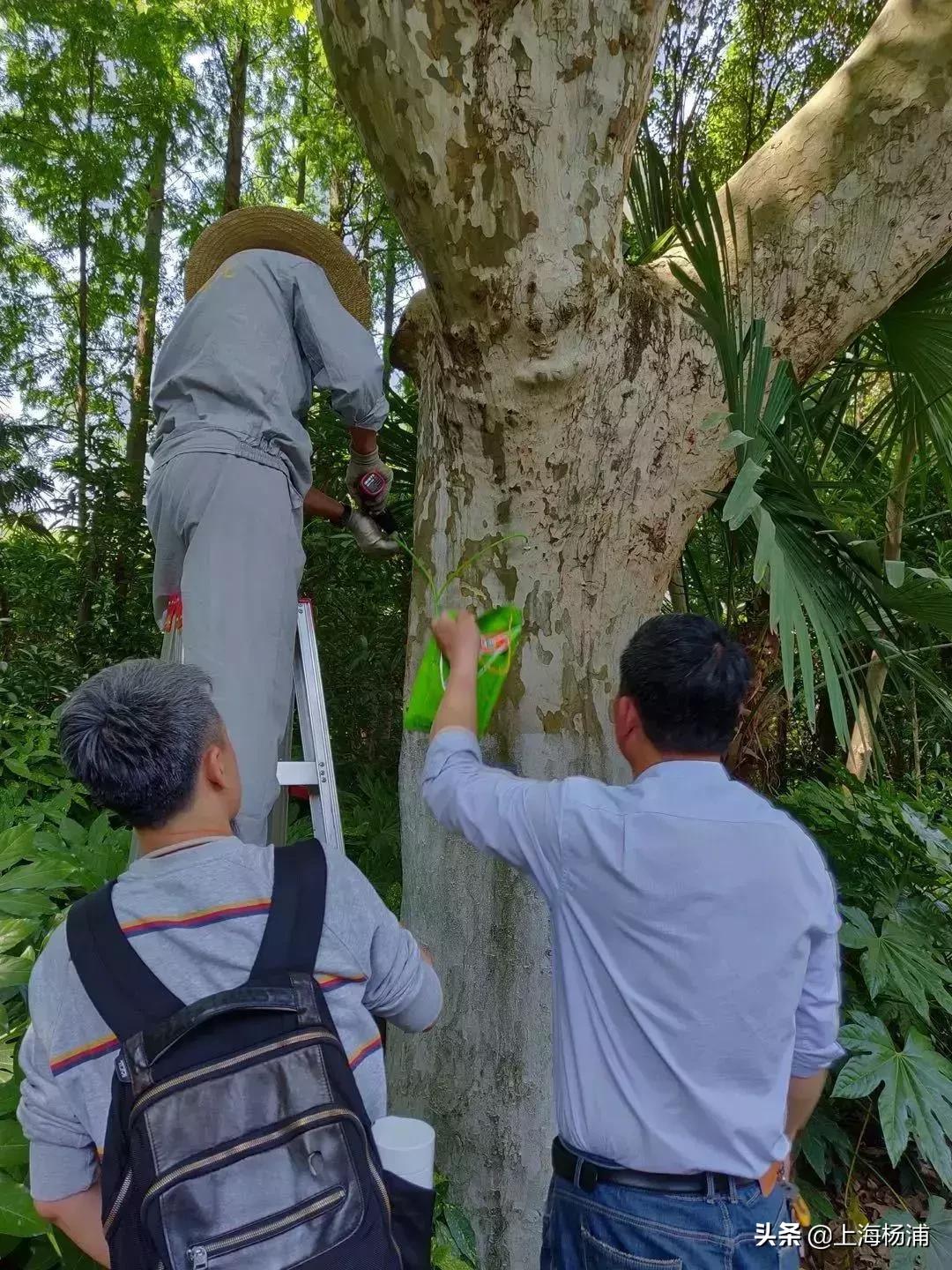 好稀奇,上海杨浦公园近况