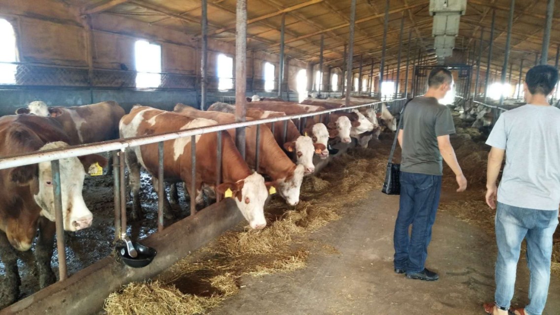 石虎沟村里的“多面虎”！