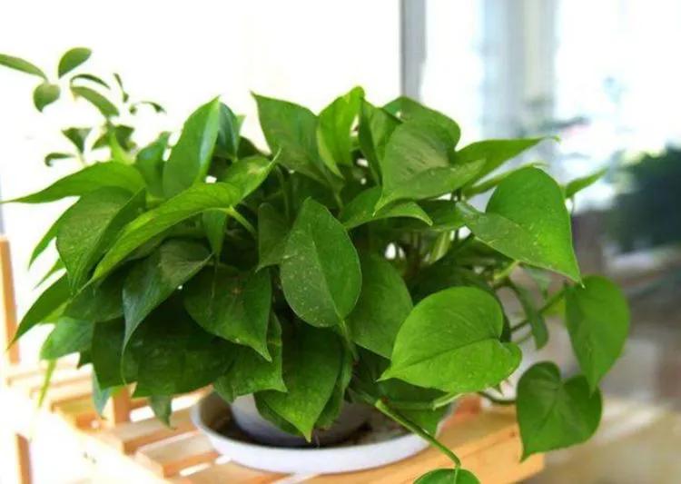 养绿萝有什么迷信说法吗,家里摆放绿萝风水讲究图片