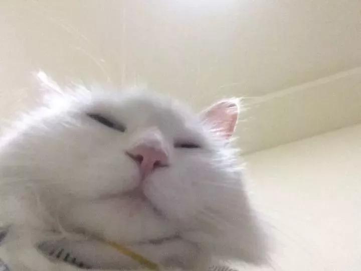 猫抑郁症吃什么,猫是治疗抑郁症的良药