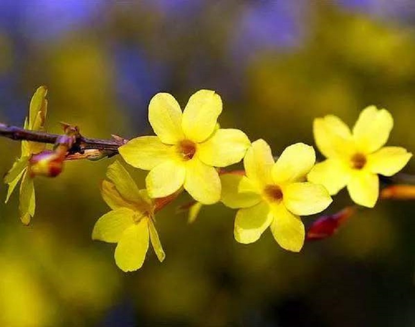 迎春花不养桩怎么修剪,迎春花怎么不开花