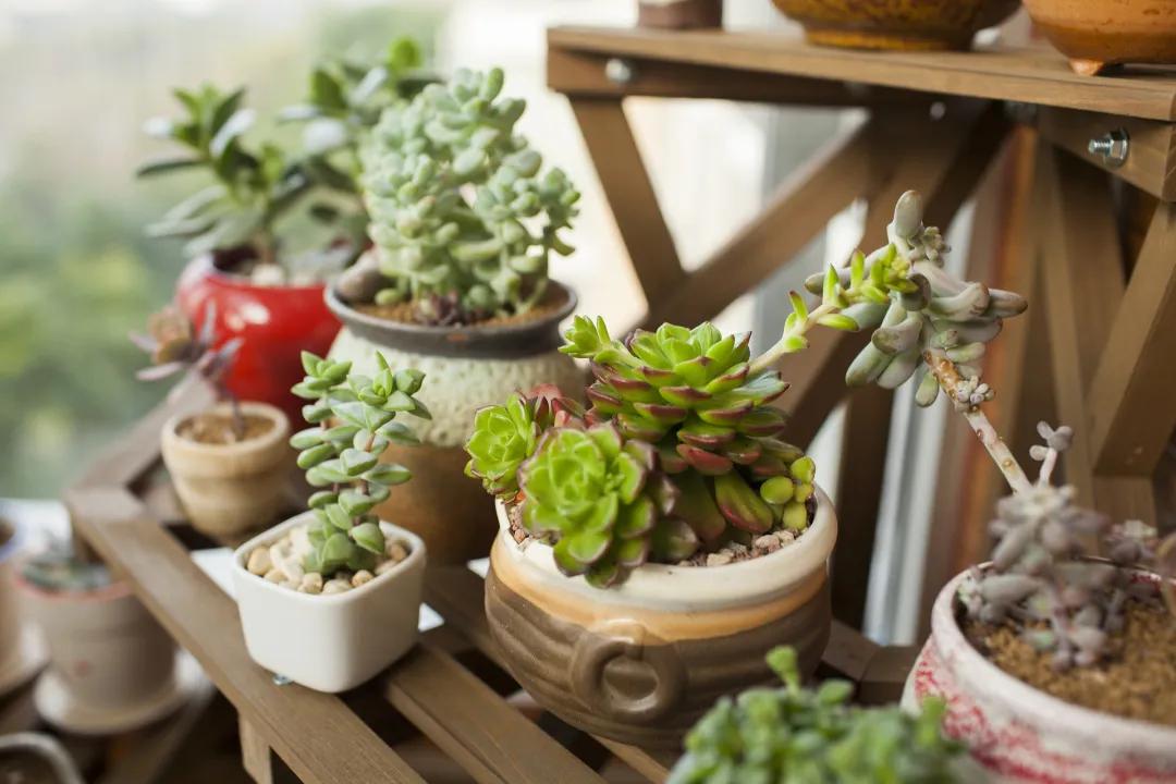 多肉种子保存方法,多肉种子怎么存放