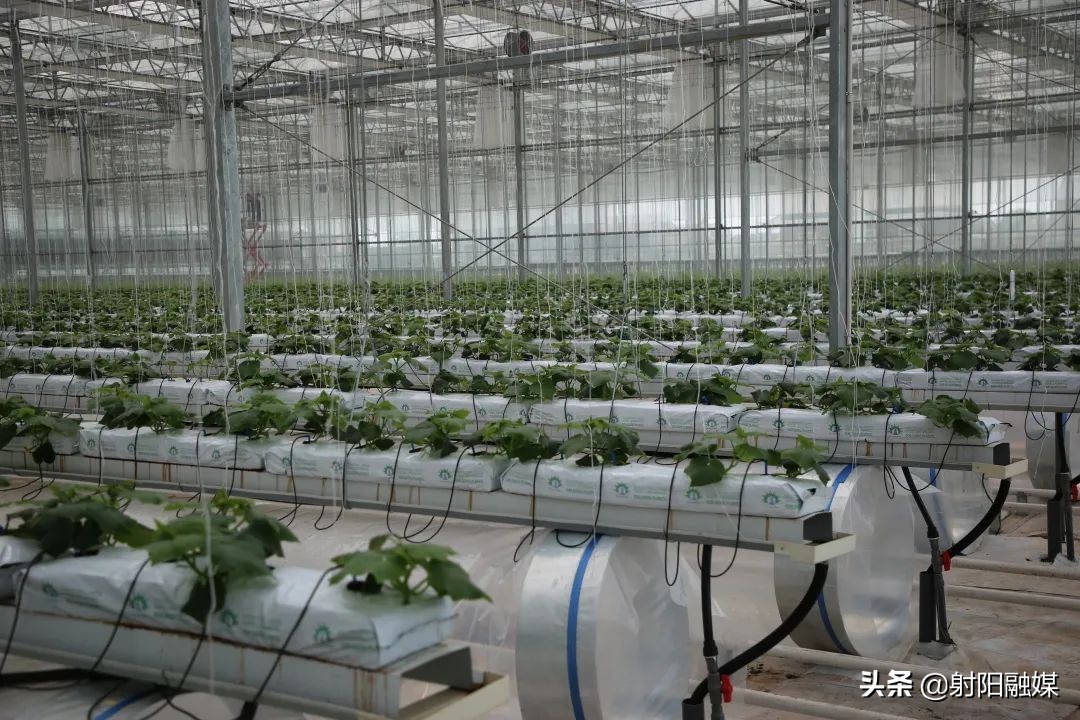 射阳县各村名单,射阳县各乡镇村名单