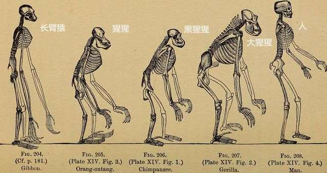 女人为什么会进化出月经,女性为何进化得越来越漂亮