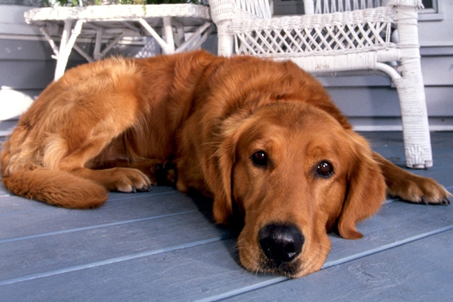 金毛毛卷可以拉直吗,金毛的毛发有卷怎么弄直