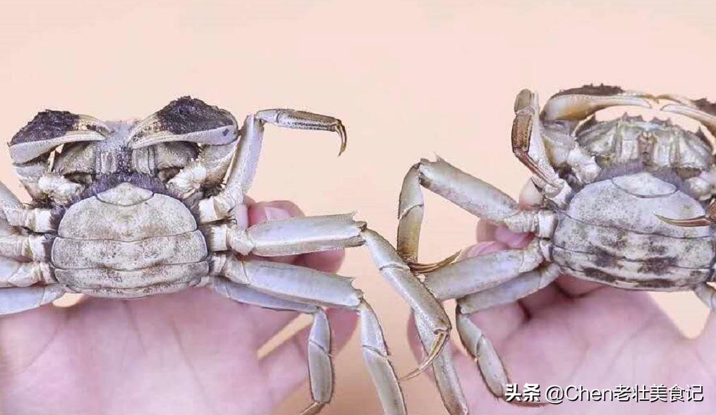 大闸蟹挑选小窍门怎么挑螃蟹,螃蟹怎么挑记住这几点你就是高手