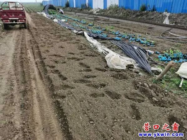 盖州高屯财神庙村,高屯财神庙