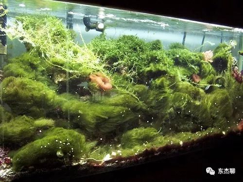 海缸里的绿藻褐藻如何打理,海缸爆藻后怎么除藻