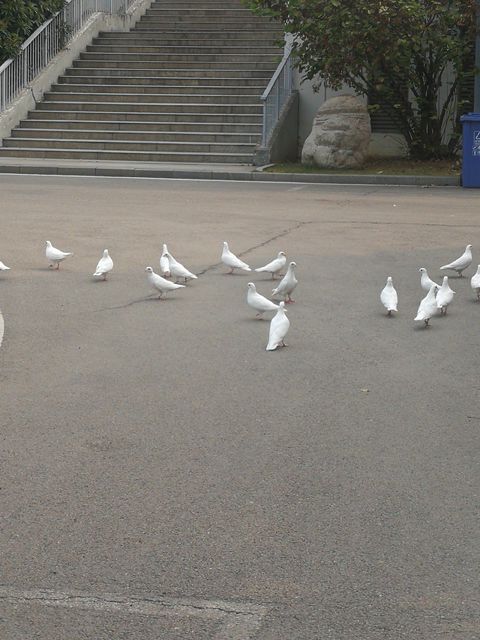 武汉光谷实验中学研学旅行9年级,光谷实验中学研学旅行