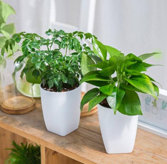 绿萝长得太旺盛可以在家里养吗,家里绿萝怎么养好看又不发臭