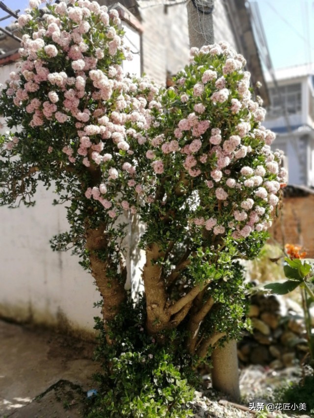 玉树叶子长黄点怎么回事,玉树的叶子发黄是怎么回事