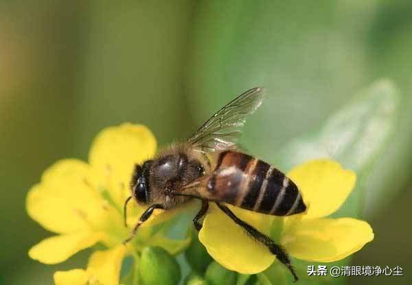 十大常见昆虫农村常见的20种昆虫,10种在家里可以找到的可怕昆虫