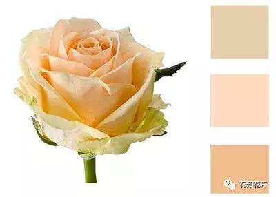 中国玫瑰大家族——雪山玫瑰详解（二）