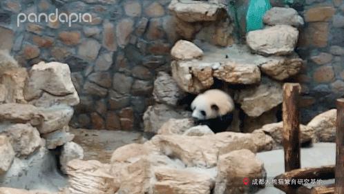 原来大熊猫也喜欢游泳,大熊猫们集体洗澡