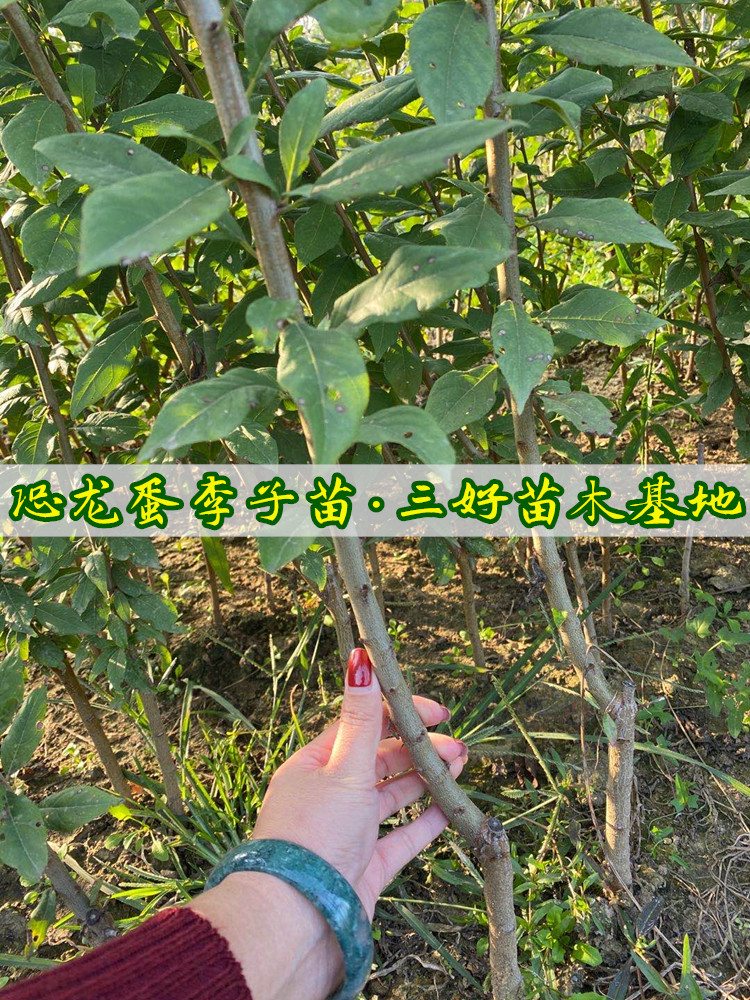 重庆恐龙蛋李子苗培育方法,恐龙蛋李子苗种植后结果表现分享