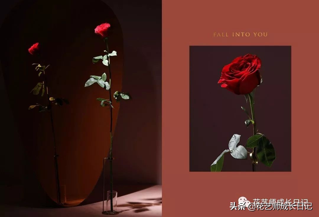 玫瑰花从1到99朵的花语是什么,1到19朵玫瑰花语是什么