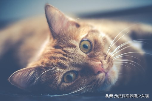 猫咪眼睛流泪是什么原因引起的,不哭不哭眼泪是珍珠什么梗