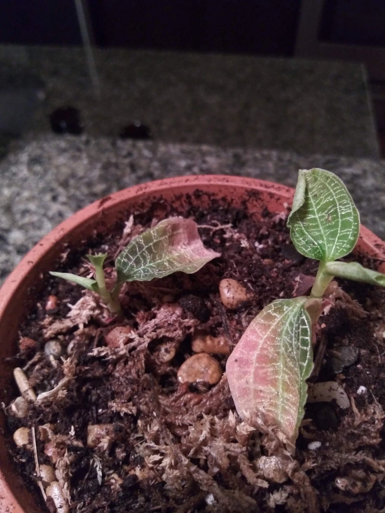 绿翡翠宝石兰植物,宝石兰植物