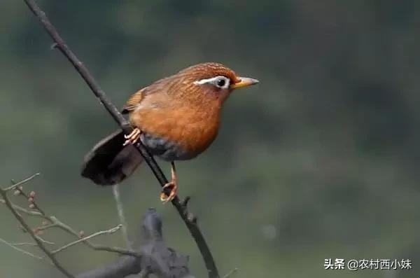 什么样的画眉鸟才是最好的,老山画眉鸟毛有哪些特征