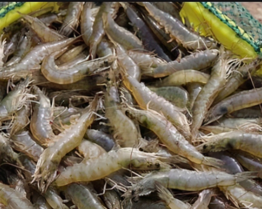 水体消毒的间隔时间,高锰酸钾水体消毒用量和注意事项