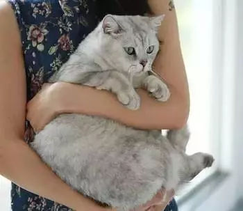 铲屎官鄙视猫被猫咬,为什么给猫咪铲屎猫咪会咬人