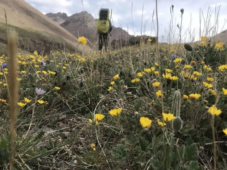 天狼之路是否值得一走,传说中的天狼