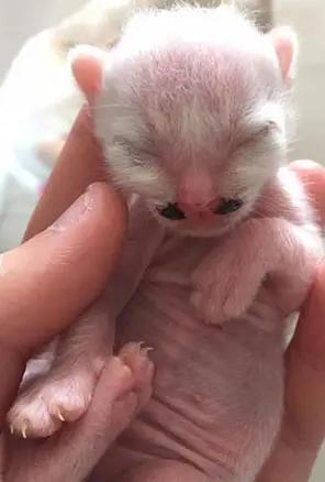 猫咪的天线有什么区别 (猫咪可以自带天线吗)