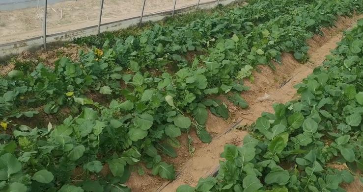 萝卜施肥是穴施还是撒施,种的萝卜糠心是缺水吗