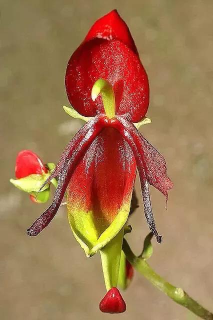 顶级珍稀兰花品种大全视频,珍稀兰花摄影