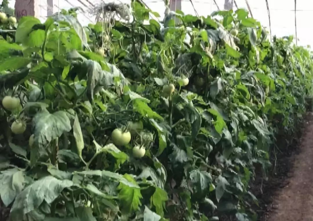 谁认识李翠花和王文忠！这俩寿光人做了这种事情之后竟然……