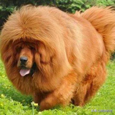 金毛禁养犬名单曲靖,曲靖麒麟区城区养犬标准规定