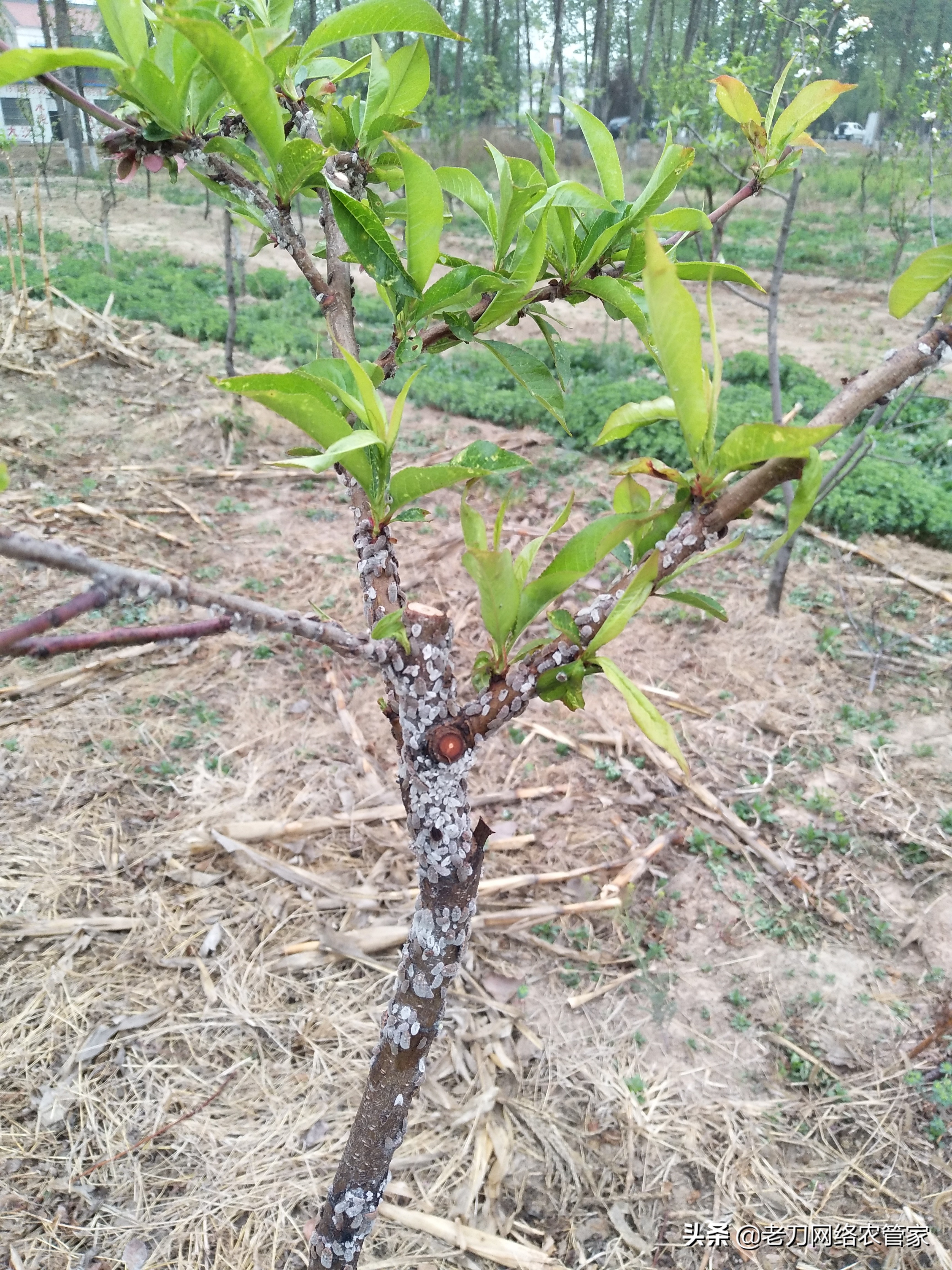 桃树蚧壳虫怎么根除什么时间打药,春季桃树怎么治理蚧壳虫