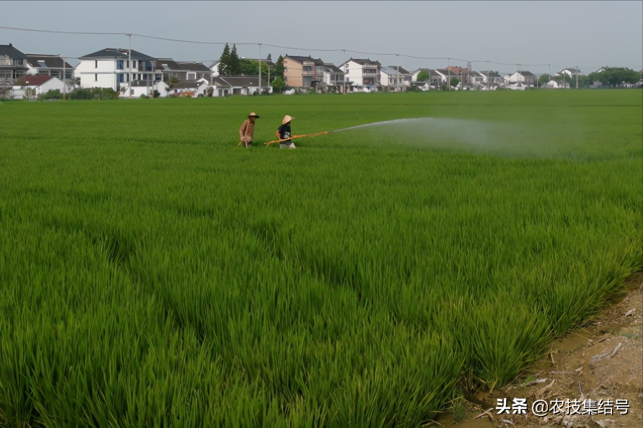 打药下雨怎么处理,打药下雨了药还有效吗