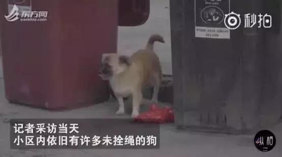 养狗条例晚上能小区遛狗吗,最严养狗令最新消息