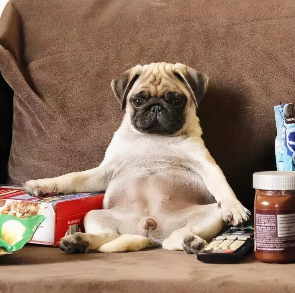 狗狗品种大全及介绍了解一下,狗狗品种怎么挑选最好看