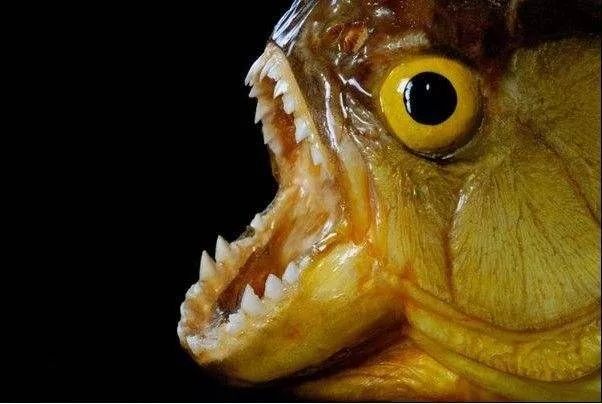 世界顶级淡水鱼大全,世界上顶级鱼类大全