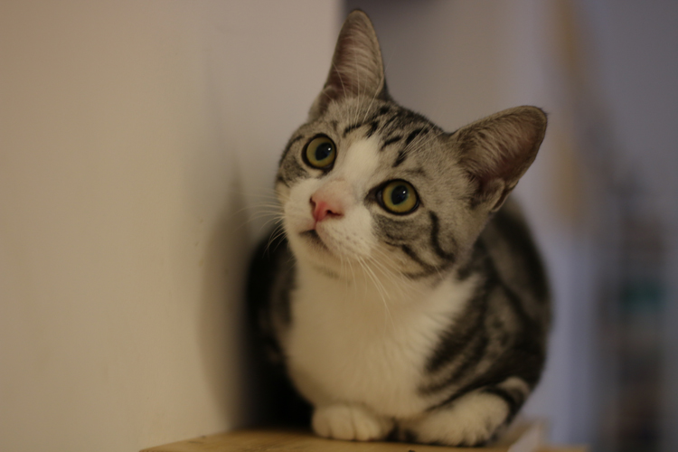 猫咪食欲不振怎么办豆瓣,猫咪食欲不振越来越瘦吃什么药