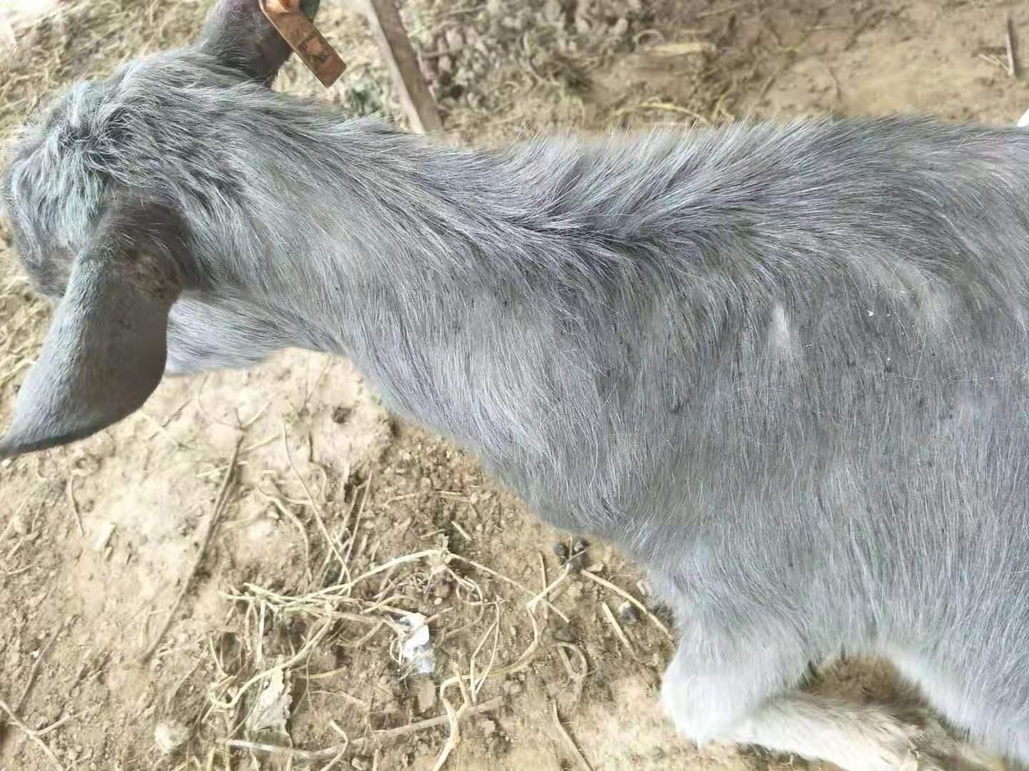 羊体温41度还有咳嗽怎么治疗,羊脖子左侧肿大发烧怎么办