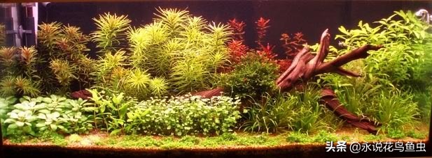 t5灯管适合鱼缸养水草用吗,水草缸t5灯管如何配置