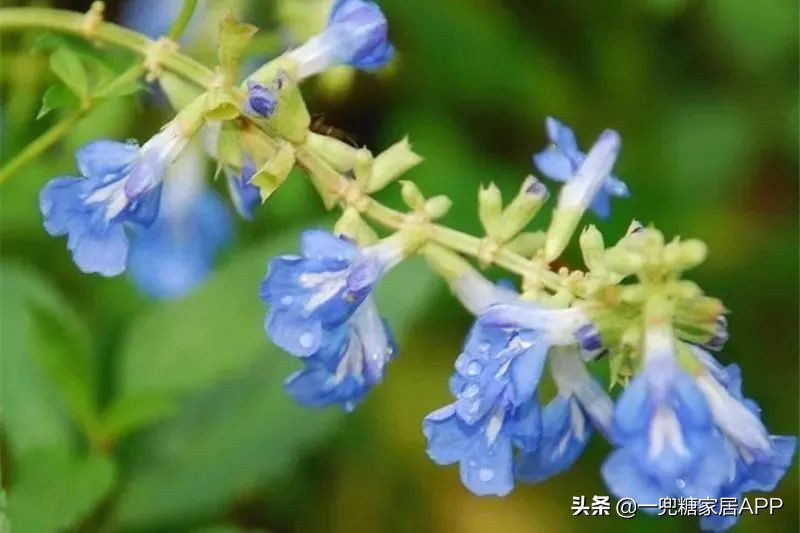 春天花会开|这20家植物淘宝店，植物杀手看了也想买！